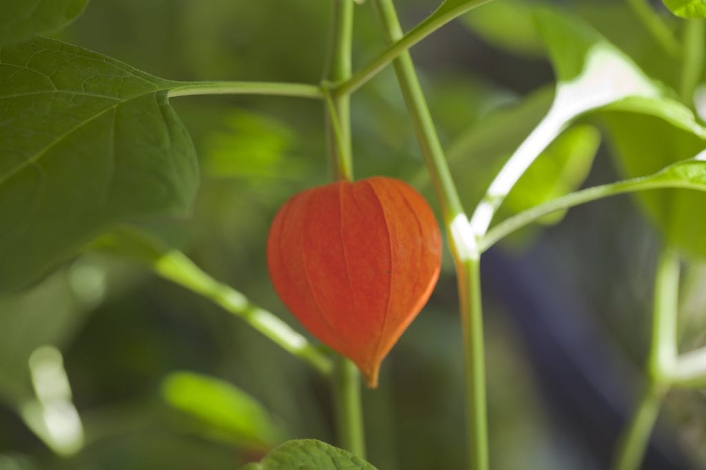 Physalis y linterna china: cuidados, cultivo y diferencias