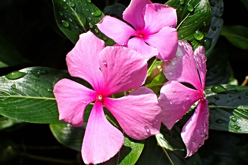 Teresita (Catharanthus roseus): cuidados y cultivo
