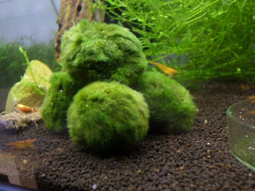 Es una planta protegida en Japón y suele ubicarse en los gambarios