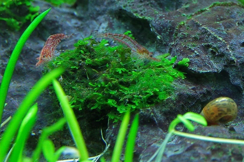 Cladophora o marimo: cuidados del alga en bola