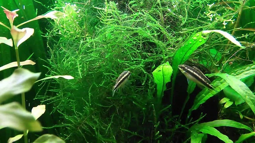 Cultivo de la Cladophora