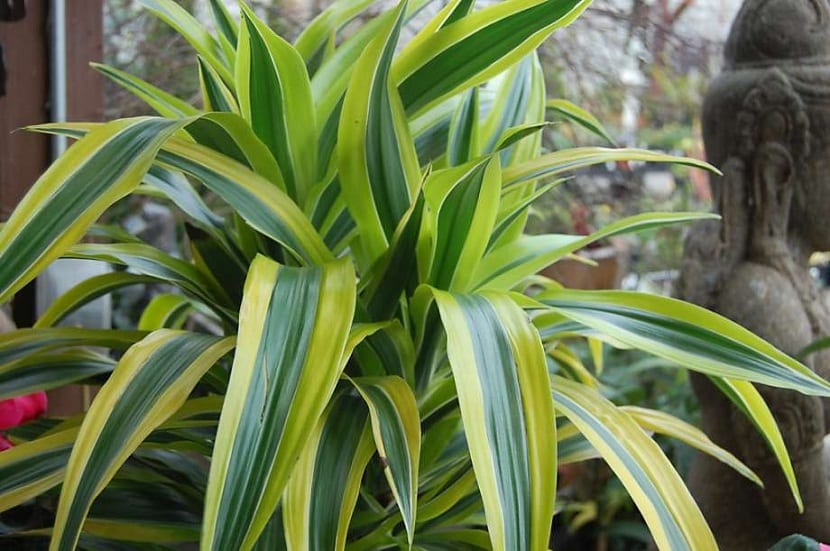la Dracena Limon es una planta muy fácil de mantener