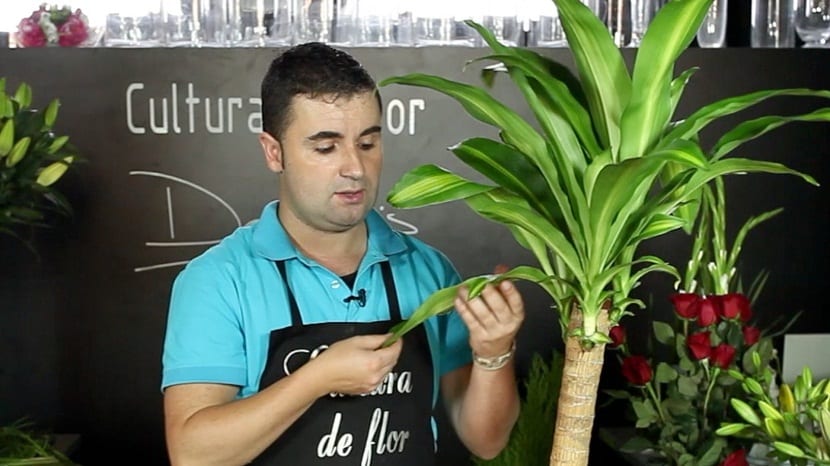 Descubre los mejores cuidados Dracena limon
