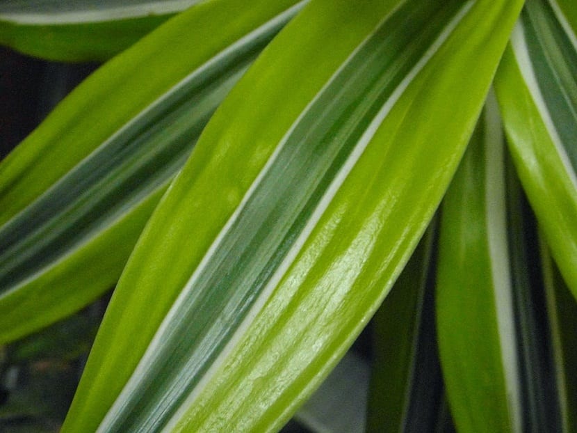 caracterisiticas Dracena Limon