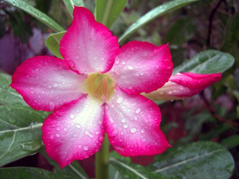 Ejemplar de Adenium obesum con el caudex engrosado