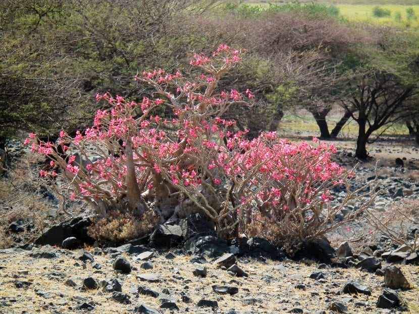 Adenium obesum creciendo en su hábitat natural