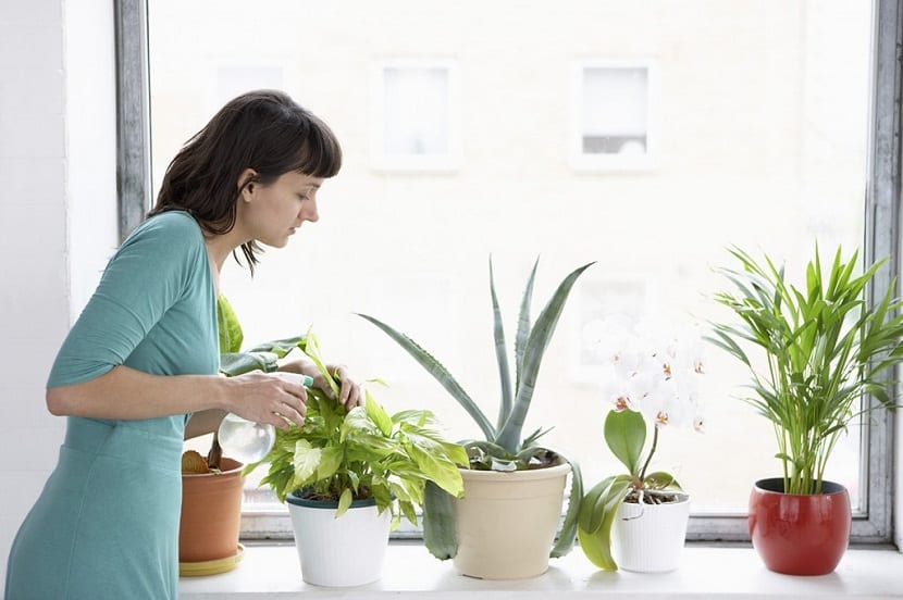 cuidar plantas