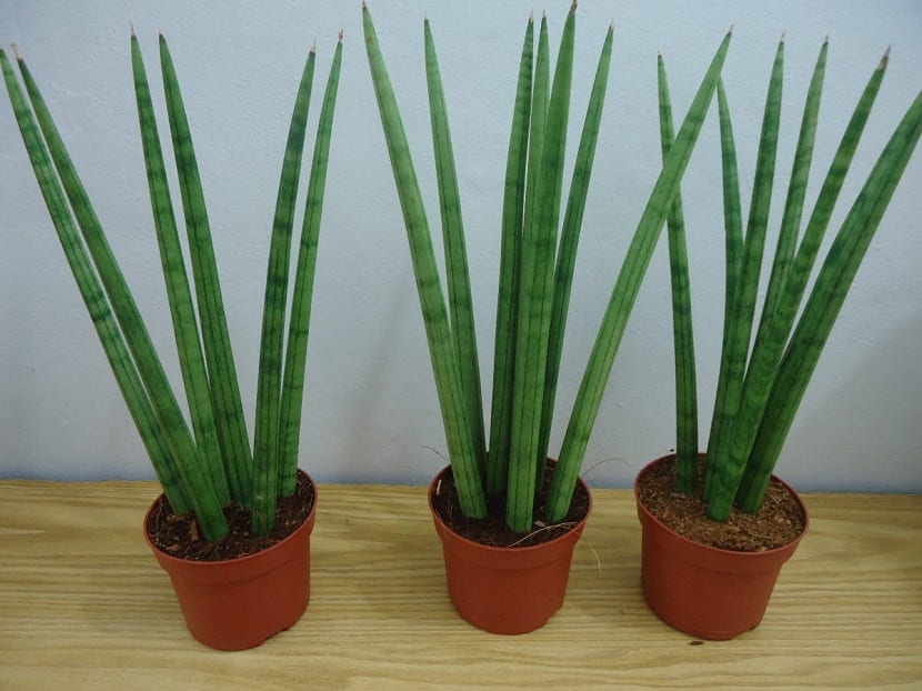 planta herbácea de origen africano