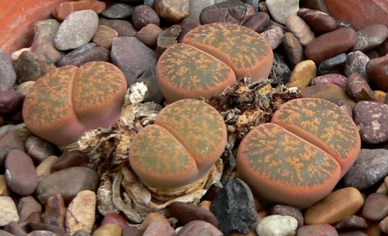 Lithops lesliei mostrando el par de hojas fusionadas y su ventana moteada