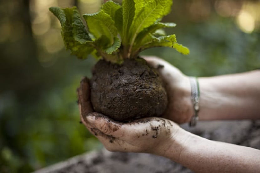 como cuidar tus plantas