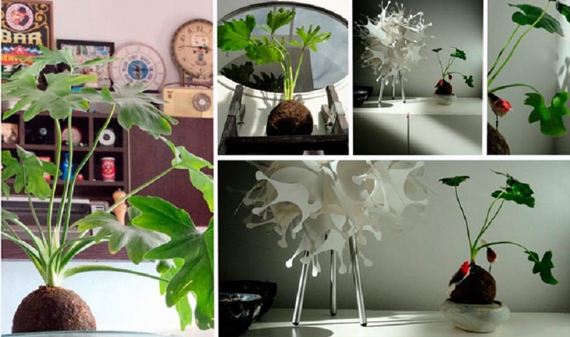 decora tu casa con plantas sin macetas