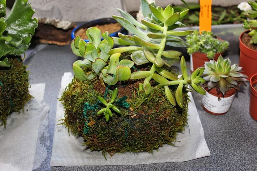 conoce que es una Kokedama