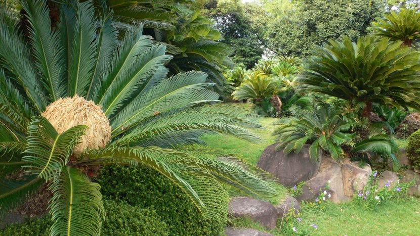 Ejemplares de Cycas revoluta