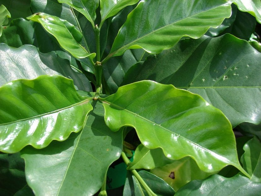 Hojas de la planta Coffea arabica, la planta del café