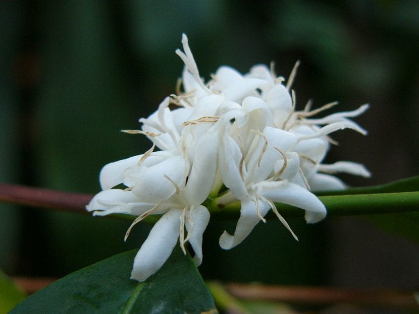 Flores de la planta Coffea arabica