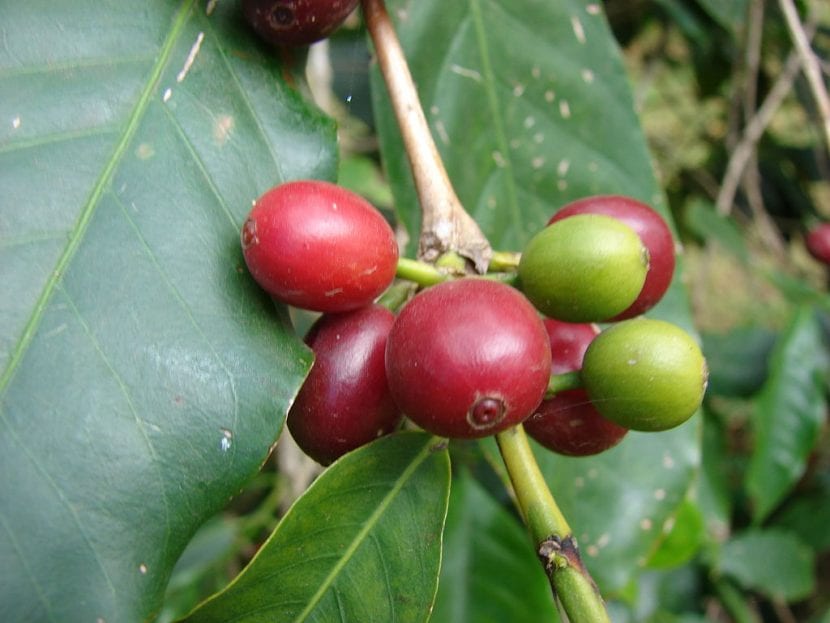 Frutos de la planta del café o Coffea arabica