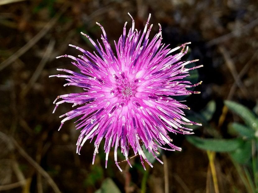 Centaurea nigra en flor