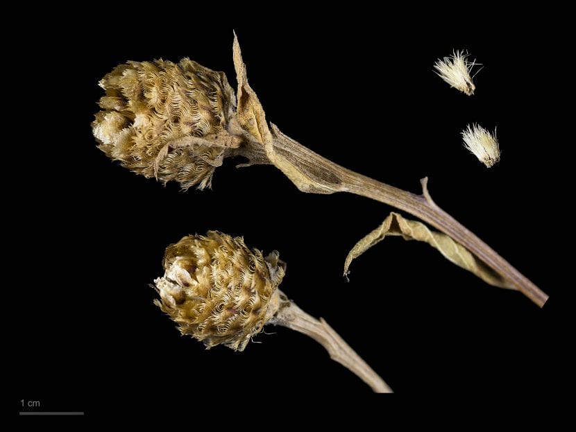 Frutos y semillas de Centaurea nigra