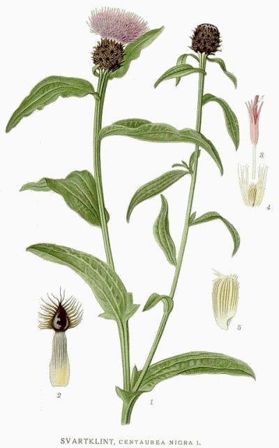 Ilustración de la Centaurea nigra