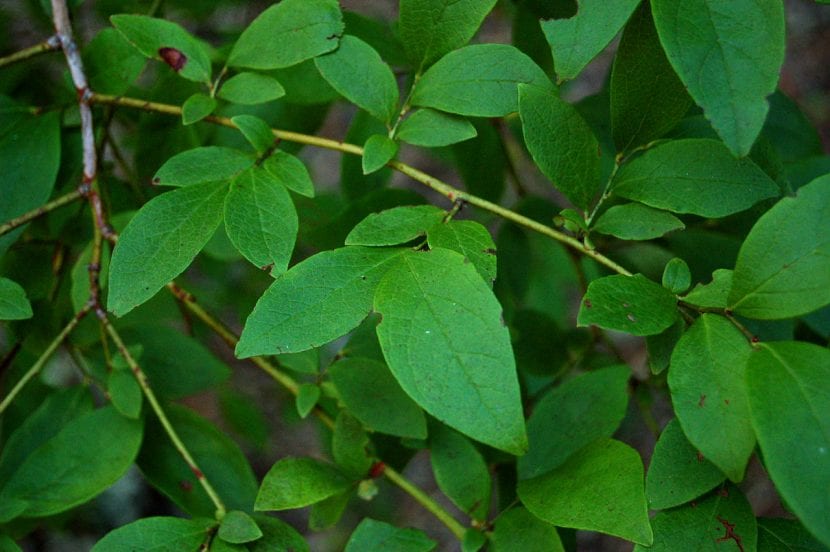 Hojas de Vaccinium corymbosum