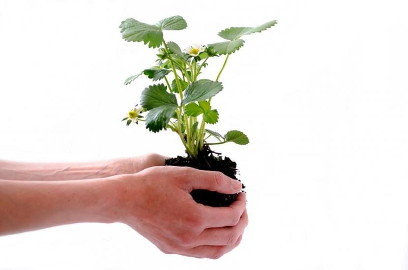 Planta de fresa