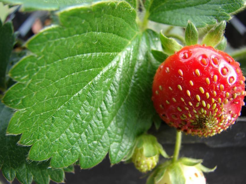 Fresas en la planta
