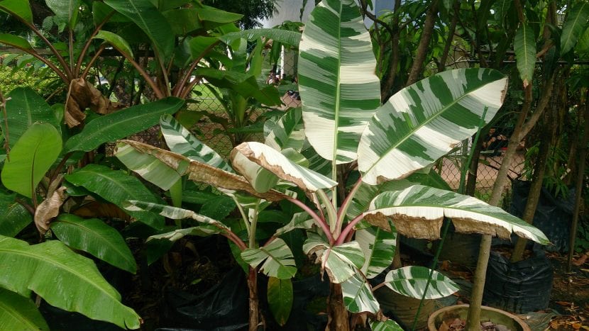 La Musa variegada es una planta preciosa