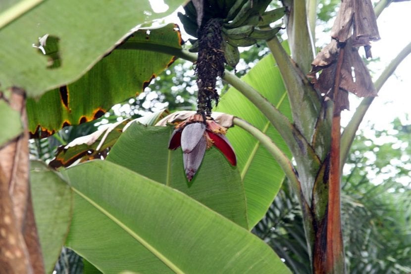 La Musa paradisiaca es una planta que produce frutos comestibles