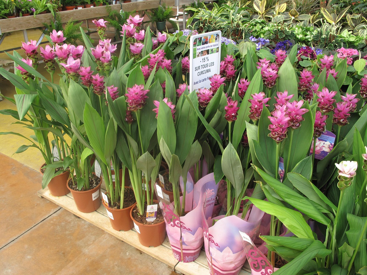 Curcuma alismatifolia: cultivo del tulipán de Siam