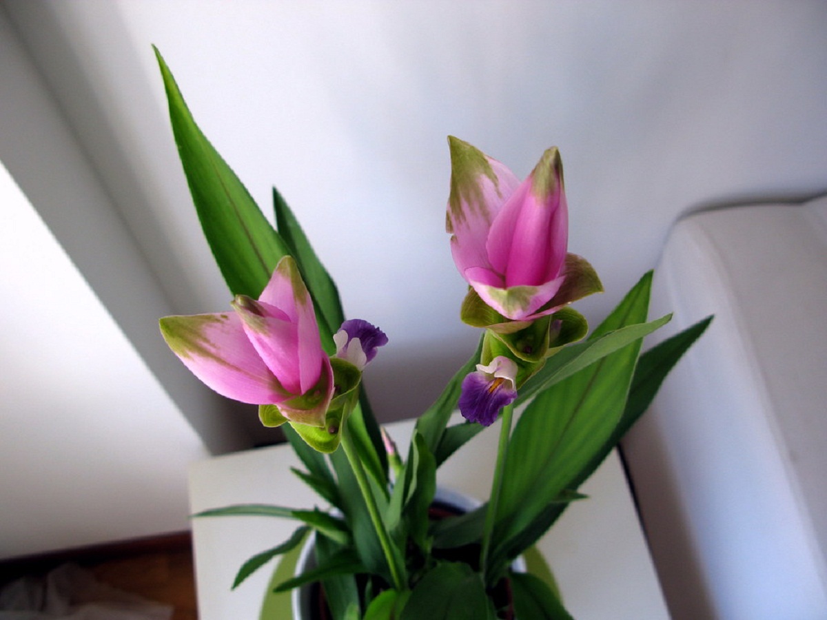 Curcuma alismatifolia en macetas