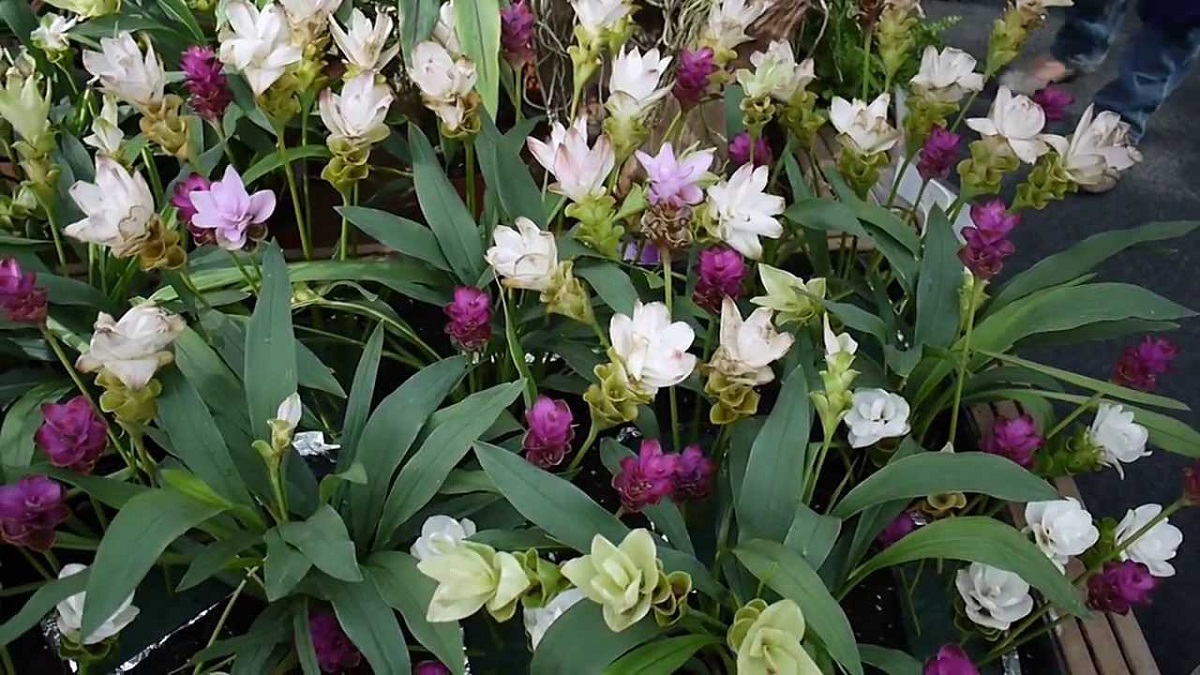 jardin lleno de flores de color rosa y blanco