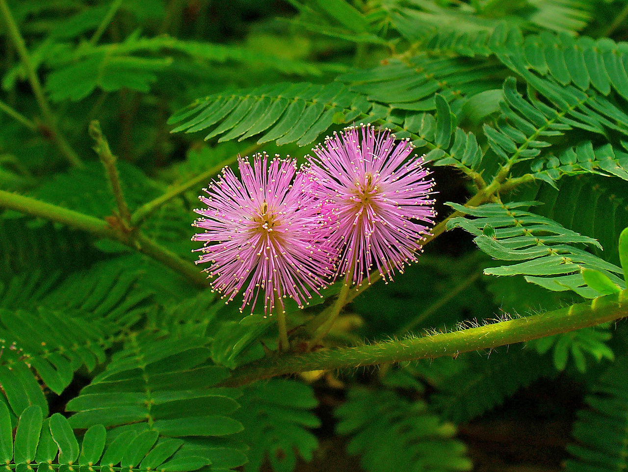 Mimosa: qué planta es en realidad y por qué es invasora