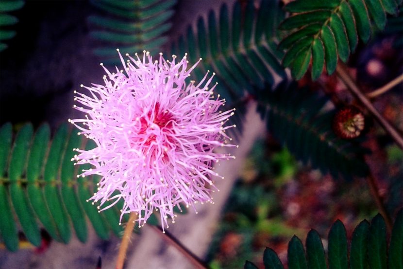 Mimosa en flor