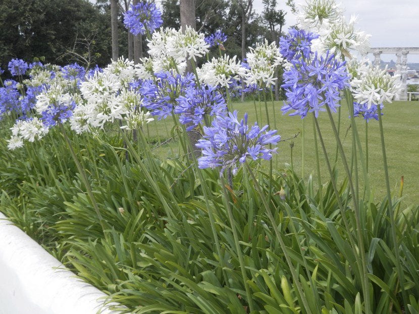 Agapanto azul y blanco, una planta muy bonita