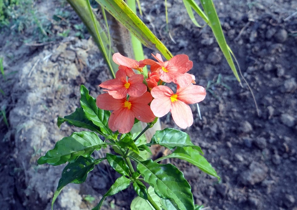 Algunas especies / variedades de la Crossandra