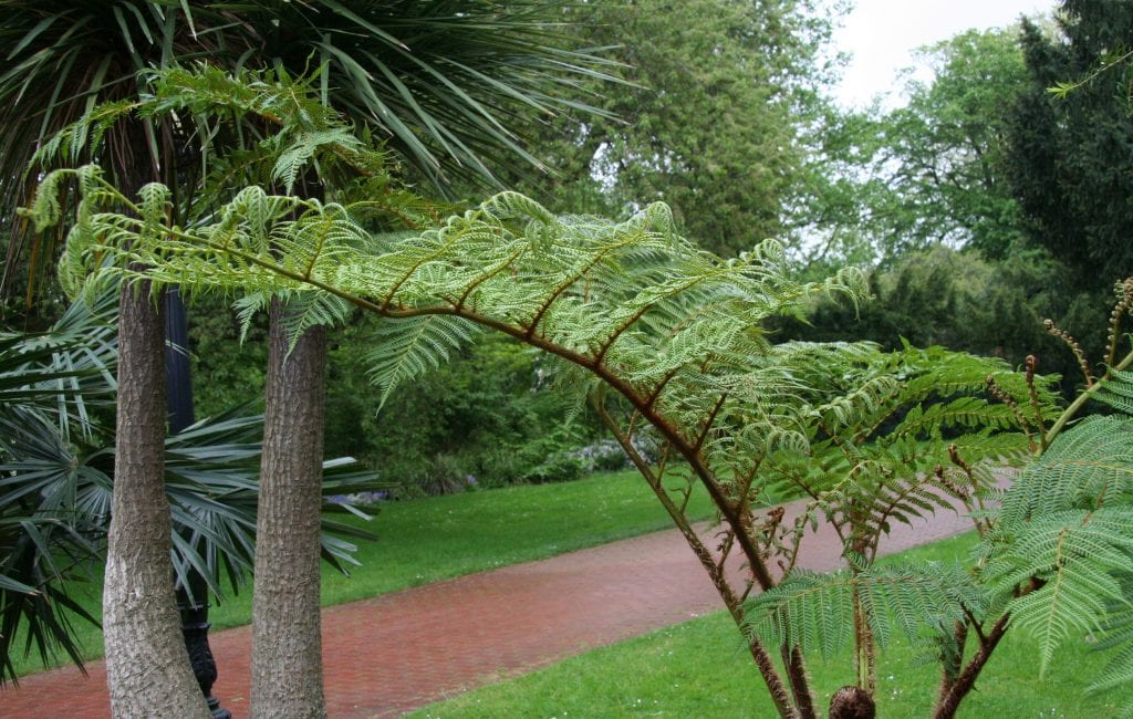 Cyathea tomentosissima, el helecho arbóreo de escamas doradas