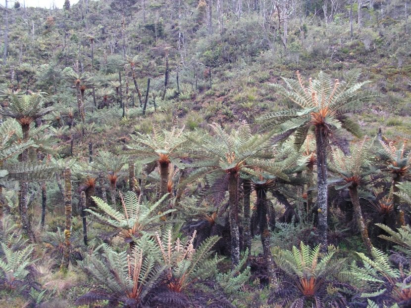 Cyathea tomentosissima en hábitat