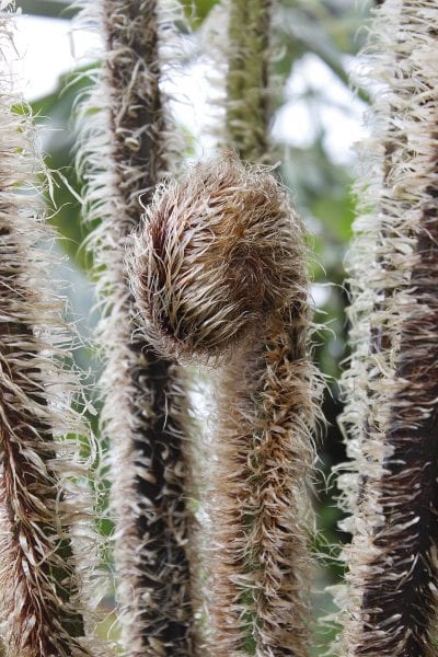 Hojas nuevas de la Cyathea tomentosissima