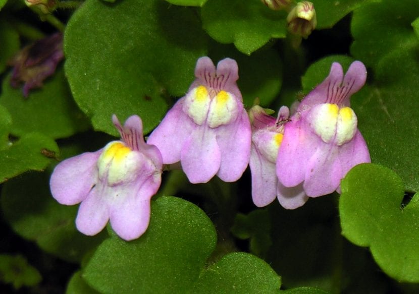 Flores de Cymbalaria muralis