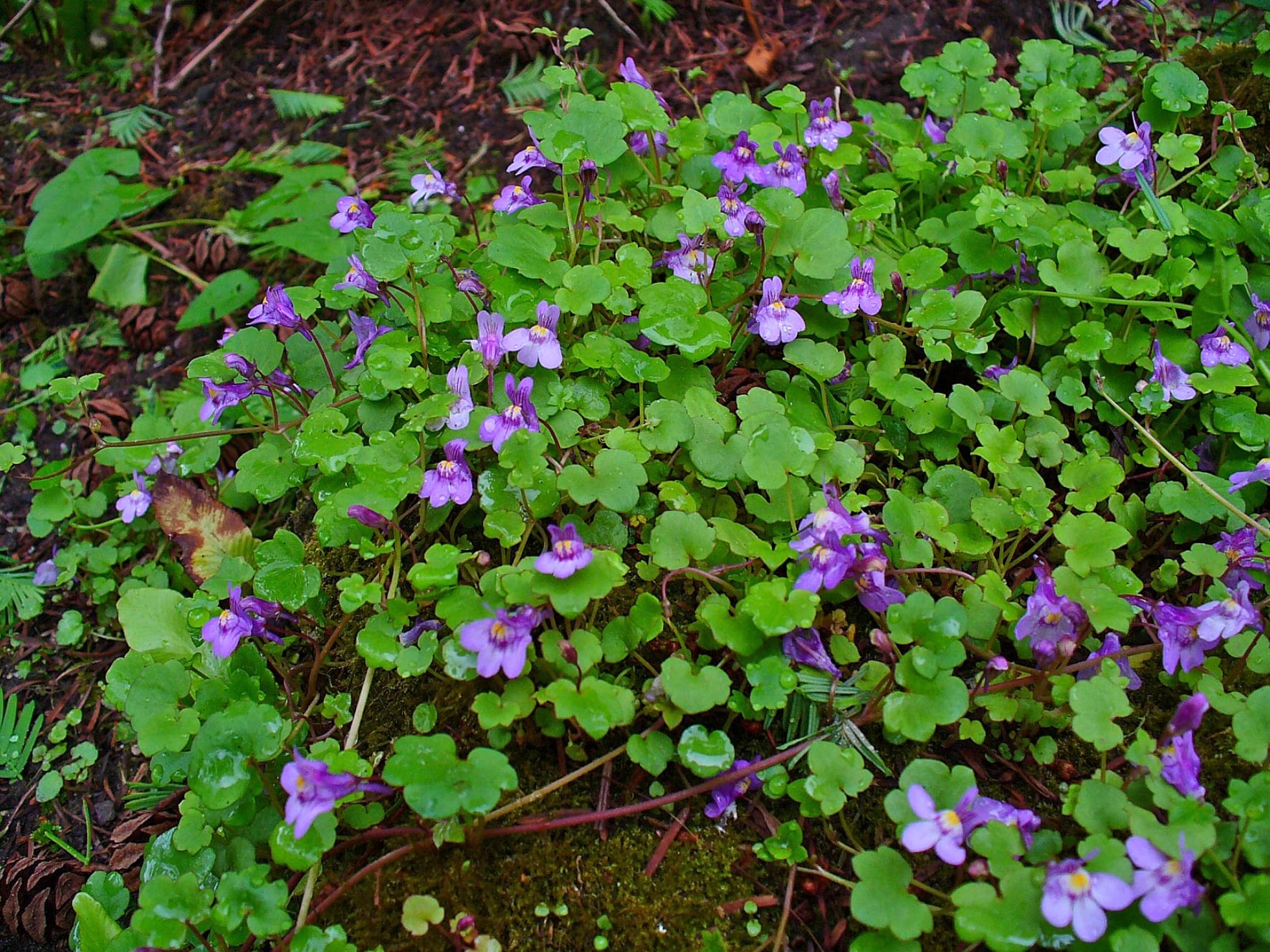 Cymbalaria muralis, la cimbalaria que se siembra en el muro