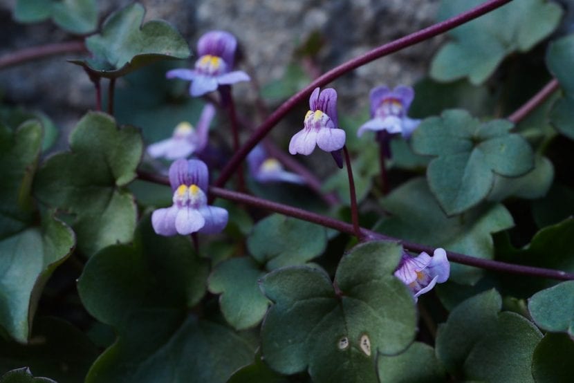 Cymbalaria