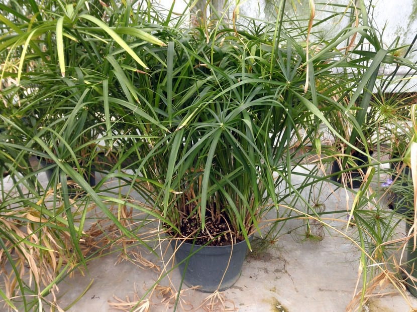 Cyperus alternifolius