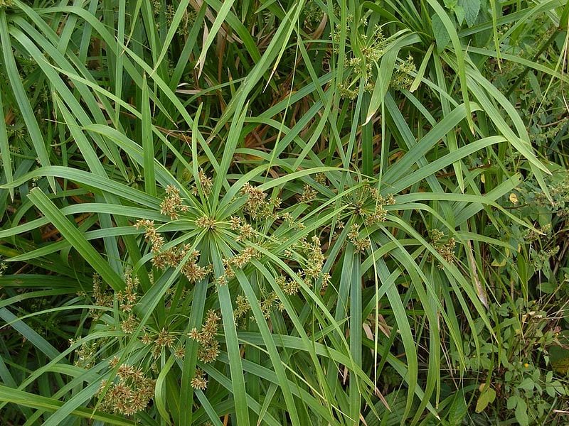 Cyperus alternifolius: la planta que quiere el plato con agua