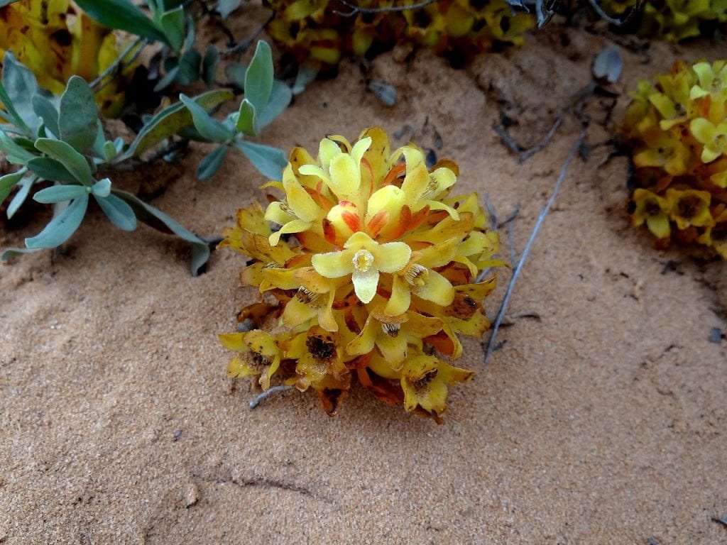 Las flores del Cytinus son amarillas
