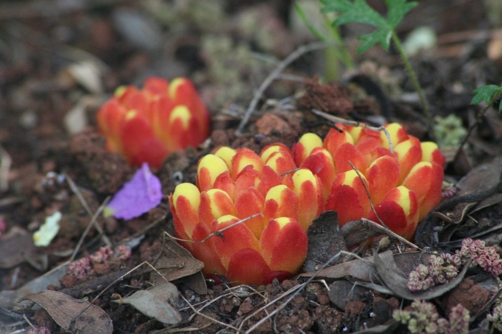 Cytinus hypocistis: la planta parásita de las jaras