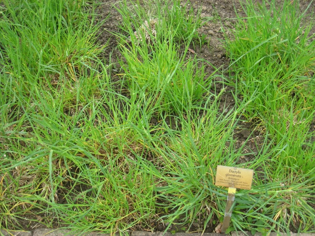 Vista de la Dactylis glomerata