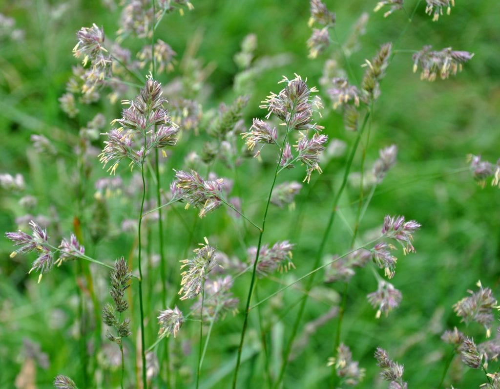 Las flores de la Dactylis glomerata son espigas