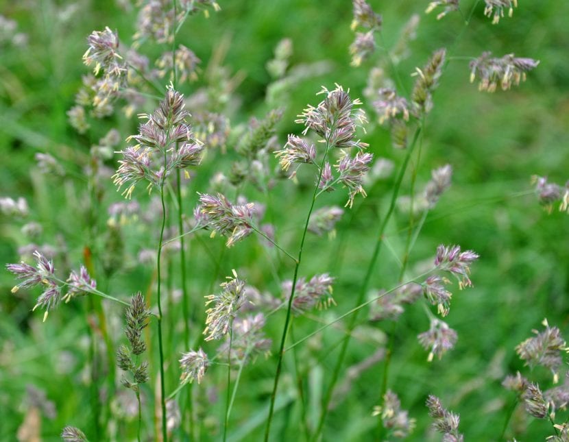 Panícula de Dactylis glomerata con las espiguillas apiñadas en glomérulos