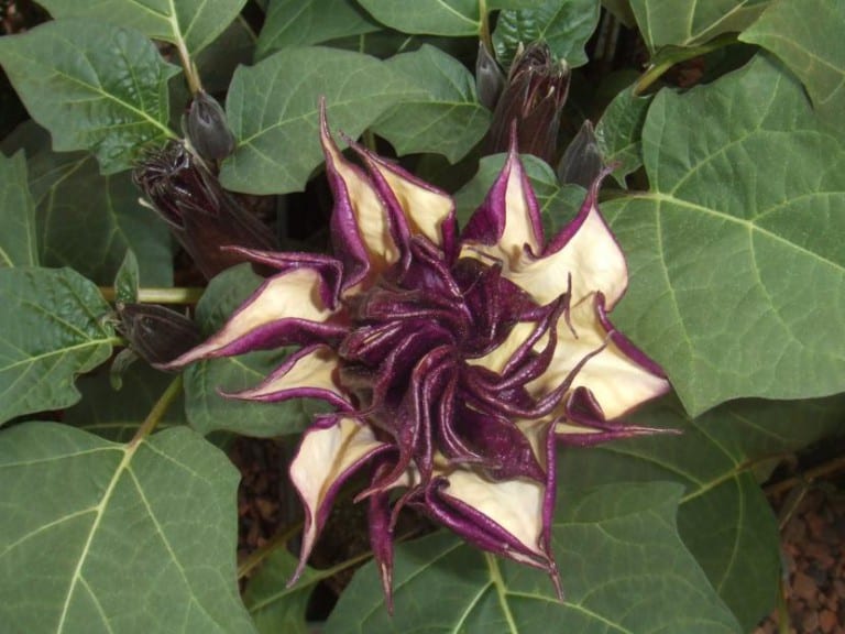 Planta de Datura con flor y hojas dentadas