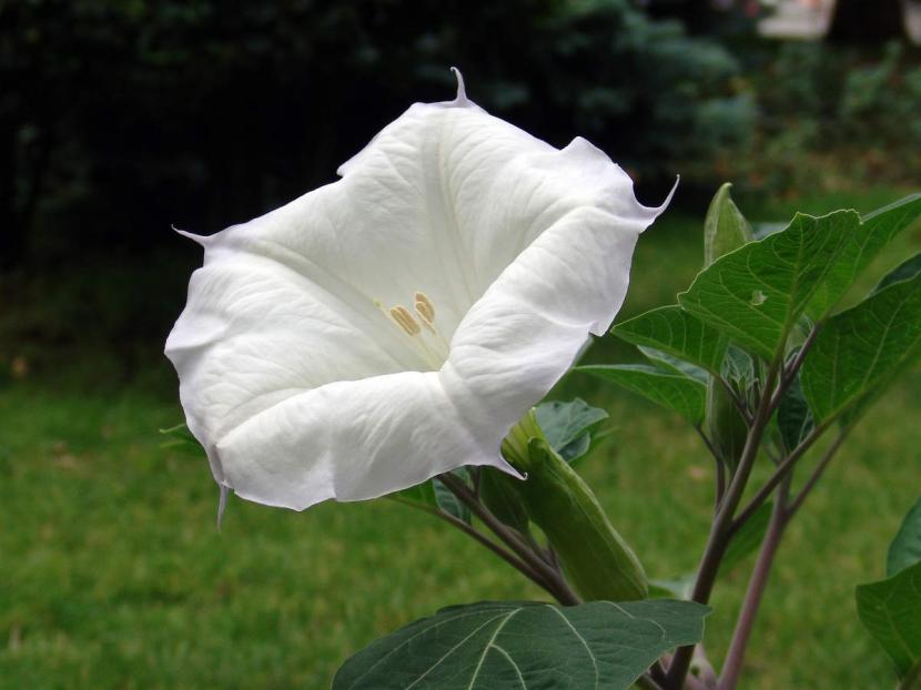 Datura blanca
